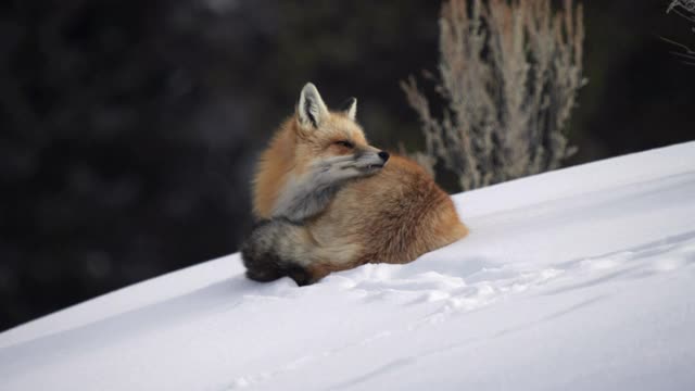 红狐狸，躺下，在黄石公园的拉马尔山谷周围看雪视频下载
