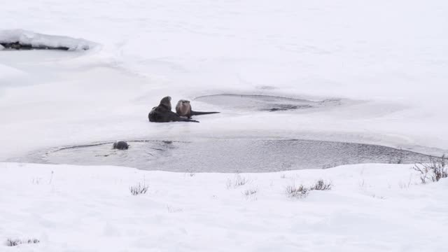 黄石公园的河獭在冬天的雪中翻滚视频素材