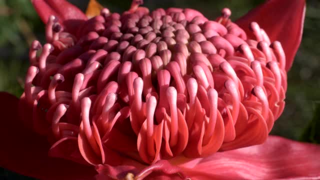 极端近距离微距拍摄的新南威尔士华拉塔bloom视频下载
