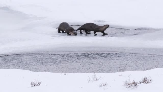 冬季拍摄的黄石公园里两只水獭跳入池塘视频素材