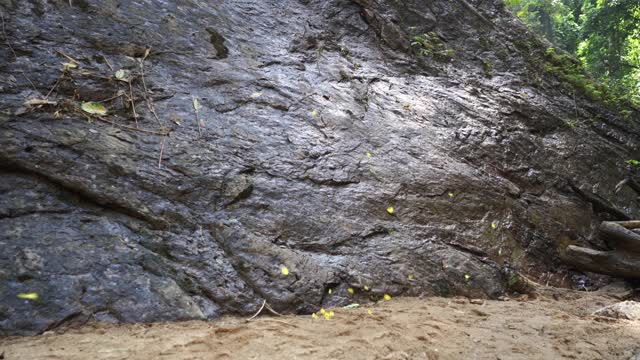 黄色的蝴蝶在树林里的岩石上飞舞。视频素材