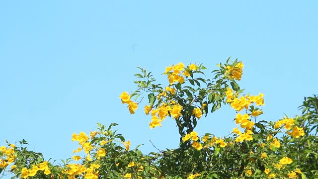 树上黄色的花和蓝色的天空视频下载