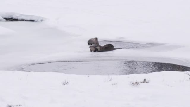 在黄石公园，两只水獭在冬天互相梳理视频素材
