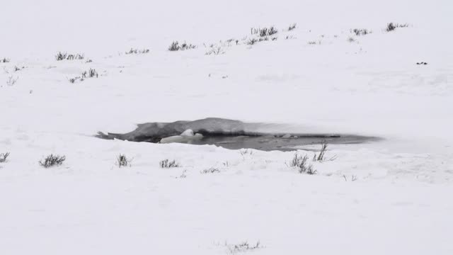 黄石公园冬天两只水獭吃鱼的照片视频素材
