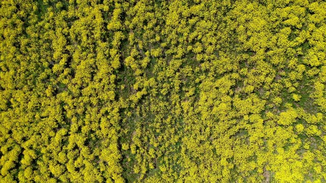 田野里有美丽的绿色灌木。农田无人机拍摄视频素材