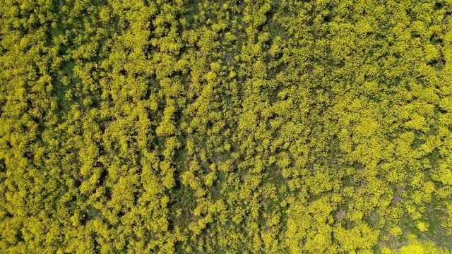 田野里有美丽的绿色灌木。农田无人机拍摄视频素材