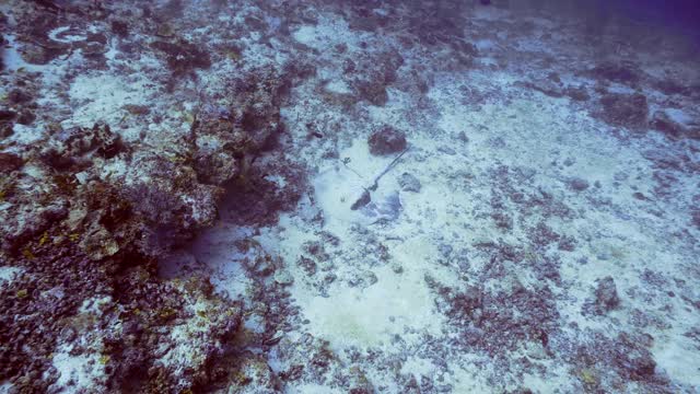藏在马尔代夫暗礁沙中的黄貂鱼视频素材