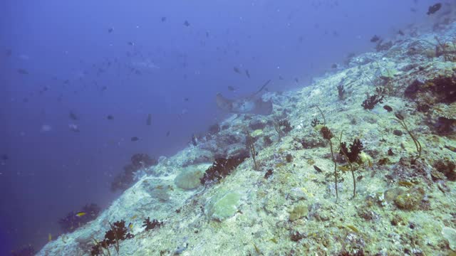 大理石黄貂鱼在马尔代夫的暗礁上游泳视频素材