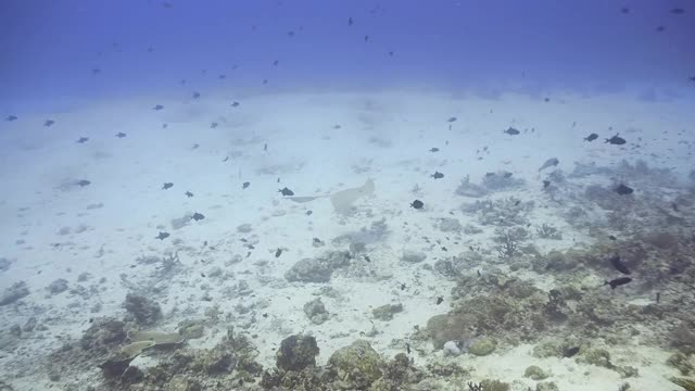 长有羽毛的尾巴黄貂鱼在马尔代夫的珊瑚礁上游泳视频素材
