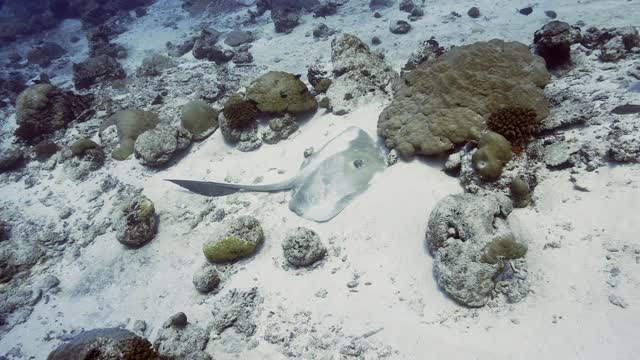 马尔代夫珊瑚礁上的沙上长有羽毛的尾巴黄貂鱼视频素材