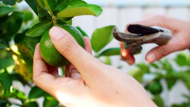 园丁用手在自家花园里切青柠檬视频下载