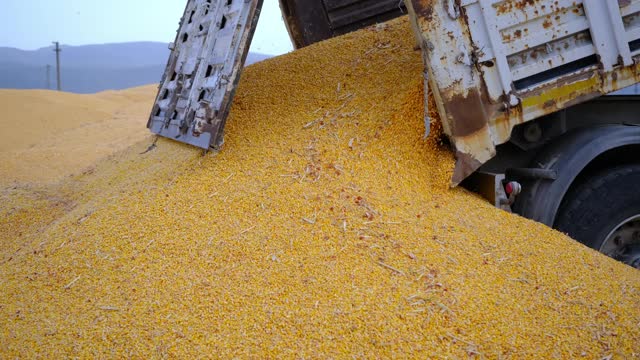 收获的玉米用卡车运到仓库。农业的概念视频素材