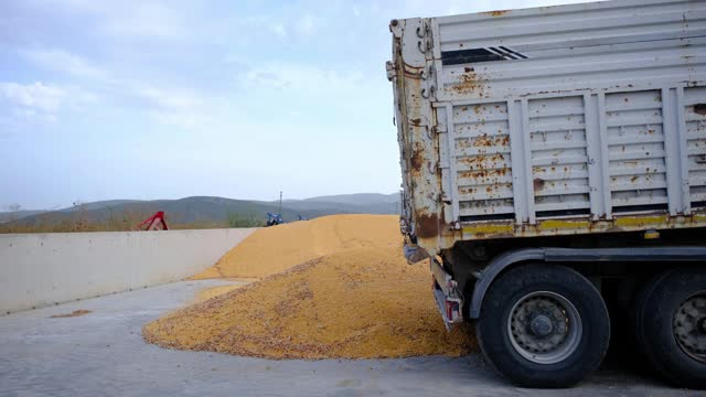 收获的玉米用卡车运到仓库。农业的概念视频素材