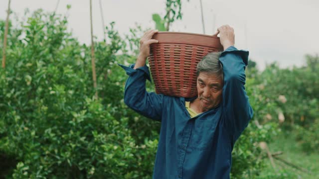 农民们在自己的花园里提篮子视频素材