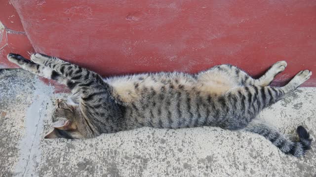 条纹猫用爪子贴着红色的墙躺着。视频素材