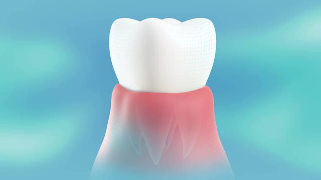 一个健康，治愈的牙齿在牙龈的概念介绍。360度旋转和停止循环。视频素材