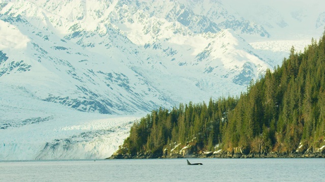 在森林和雪山的背景下，独自游泳的虎鲸浮出水面呼吸视频下载