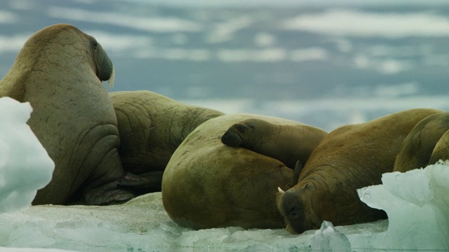 绕过一群海象和躺在浮冰上的幼崽视频下载
