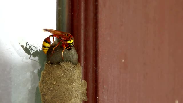 黄蜂筑巢的土壤，自然背景视频素材