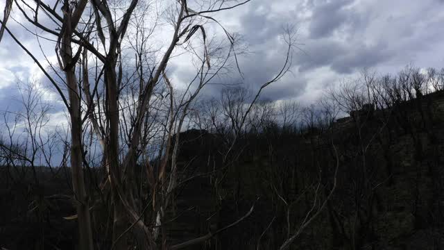 风暴云，死树森林，极端天气视频素材