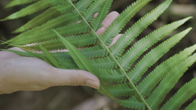 人类的手触摸着绿色的蕨叶。视频素材