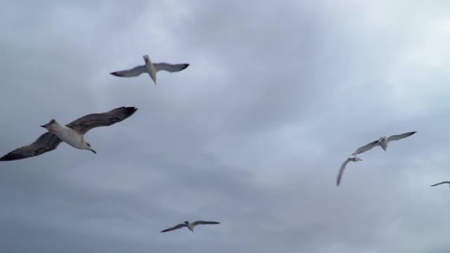 海鸥的美丽和它们在运动和飞行中的优雅，慢动作视频素材