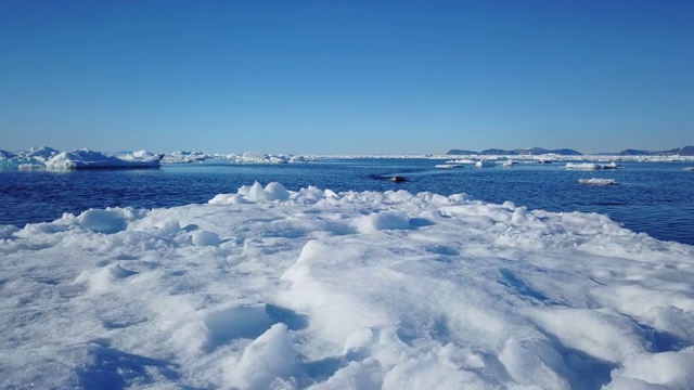 穿过浮冰，北极熊游向它视频素材