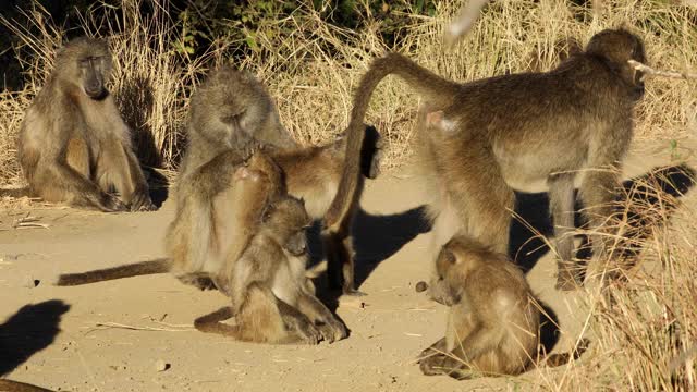 南非克鲁格国家公园，晒日光浴的南美狒狒视频素材