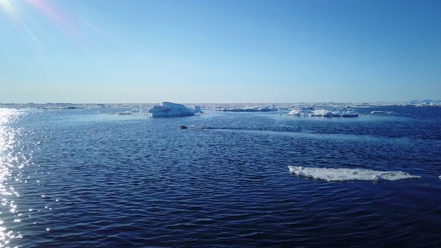 北极熊在公海浮冰之间游泳的WS轨道视频素材