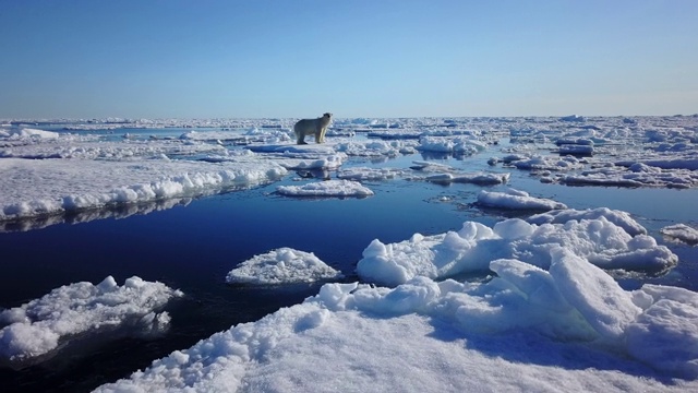 WS穿过浮冰走向北极熊，从海上爬到冰上视频素材