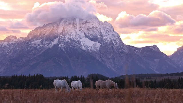 在大提顿山脉日落时，怀俄明州牧场上的马视频素材