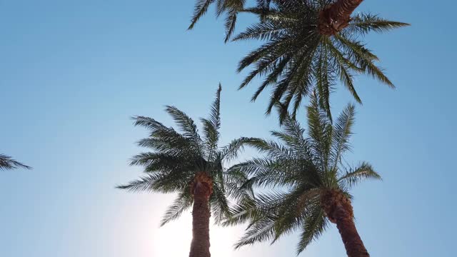 在晴朗的蓝天背景下，在夏天的海滩上随风摇摆的绿色棕榈树。视频素材