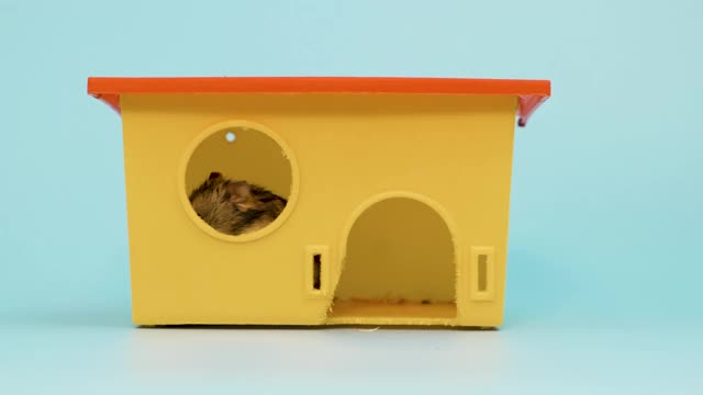 一个小有趣的微型jungar仓鼠坐在小黄色塑料老鼠屋的特写。家里毛茸茸的、可爱的准噶尔鼠。视频素材