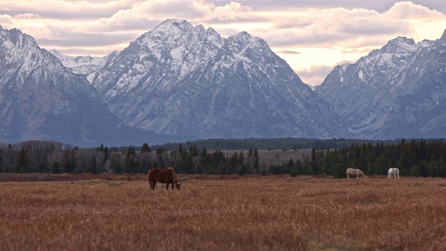 马在怀俄明州的牧场上吃草，观赏着提顿山脉视频素材