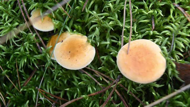 人们用手指检查松林里长满苔藓的地上生长的蘑菇。德国勃兰登堡。视频素材