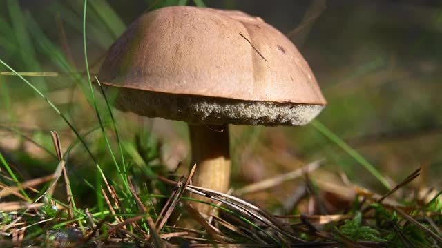 一个人(人)接近牛肝菌的手。蘑菇生长在森林的地面上。德国(勃兰登堡)视频素材