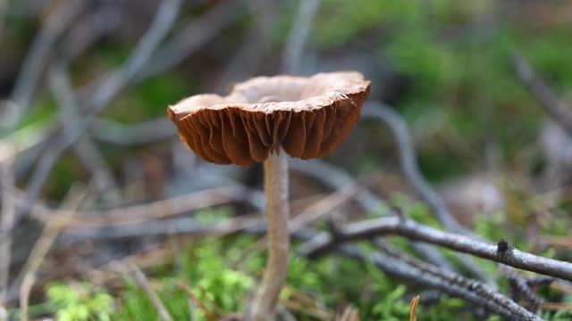 一名男子的食指在松树林中触摸一种蘑菇。德国勃兰登堡。视频素材