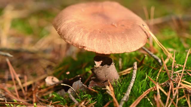 在森林里用棍子检查蘑菇。德国勃兰登堡。视频素材