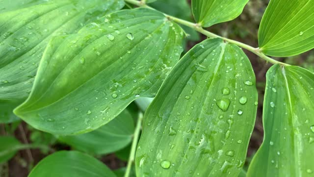 雨后的水滴落在绿叶上，绿叶是天然的有机园林背景视频素材