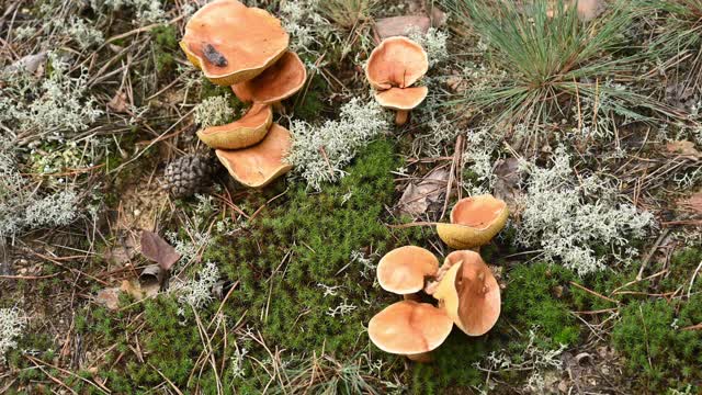 一个难以辨认的人正在检查生长在森林苔藓地上的蘑菇。德国勃兰登堡。视频素材