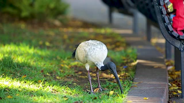 Bird /悉尼，澳大利亚视频下载