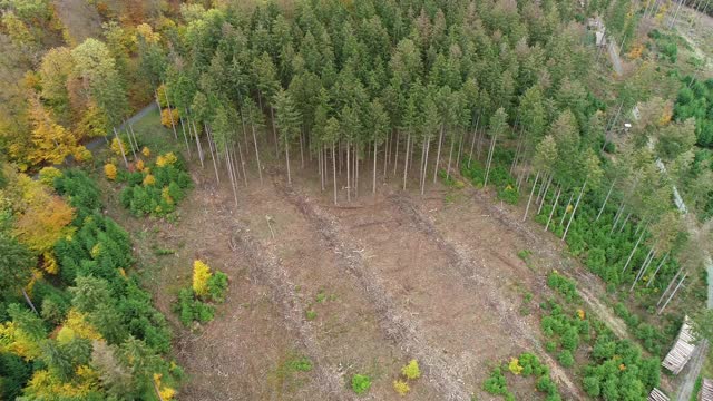 森林砍伐，死树和森林枯梢病-鸟瞰图视频素材