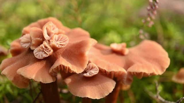 两种不同的蘑菇在秋天生长在长满苔藓的松林里的特写。德国勃兰登堡。视频素材