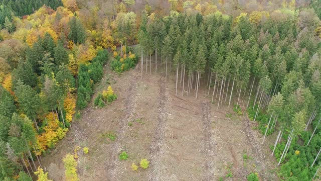 森林砍伐，死树和森林枯梢病-鸟瞰图视频素材