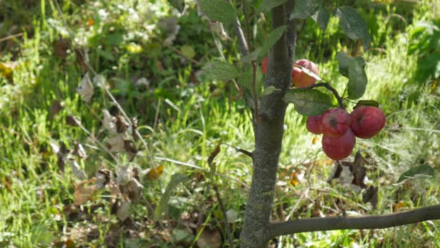 树枝上挂着红苹果，背景是绿草。视频下载