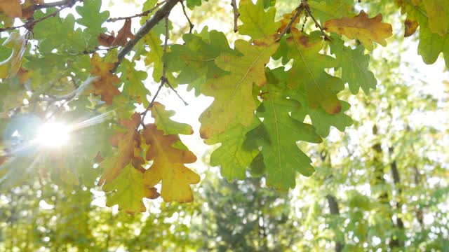 在阳光下的森林背景上的橡树叶子的特写。视频下载