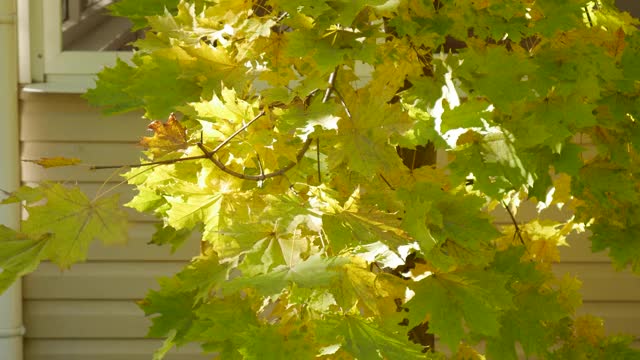 树枝上黄绿的枫叶，在阳光下随风摇曳。视频素材