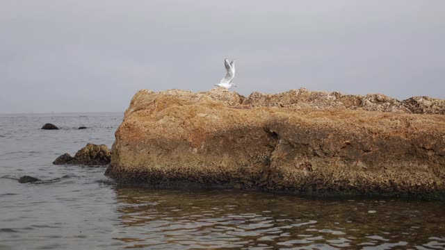 黑海海滩上的海鸥。视频素材