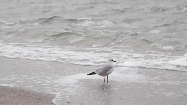 黑海海滩上的海鸥。视频素材