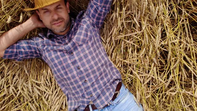 鸟瞰图缩放年轻的农民躺在麦田。农田自然景观农业。肖像快乐的男性农学家农民大胡子男子在格子衬衫和帽子躺在麦田的茎休息。视频下载